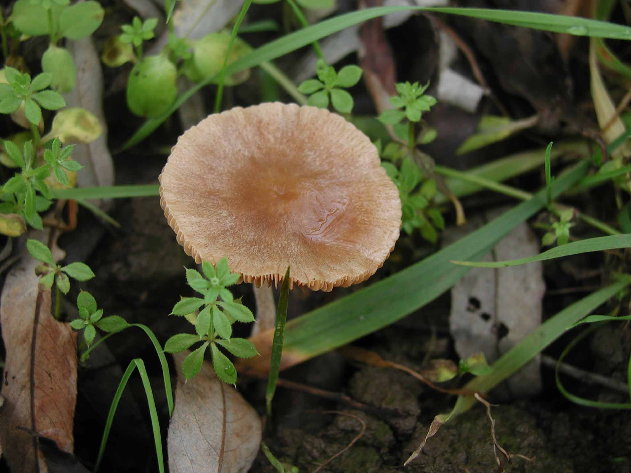 Aiuto per determinazione